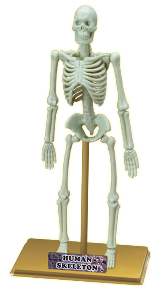 STEM Toy Collection 36006 Human Skeleton - stembanana Hong Kong