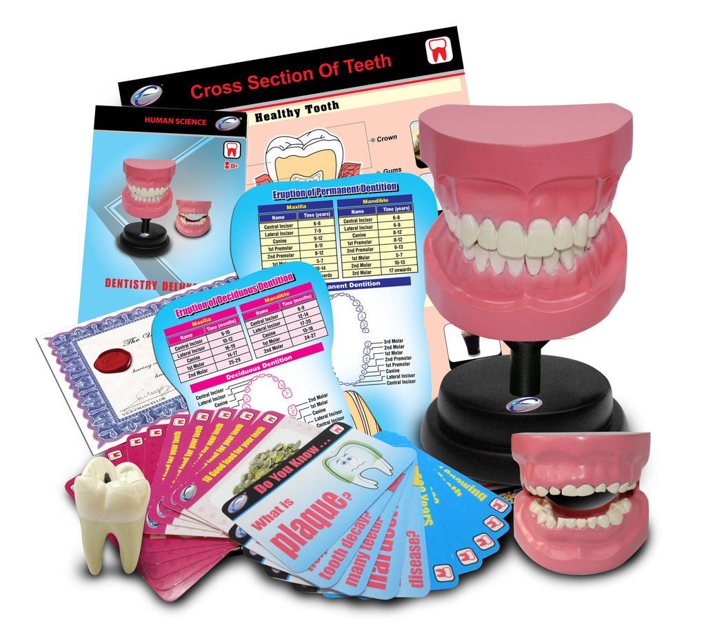 STEM Toy Collection 36093 Dentistry Deluxe Set - stembanana Hong Kong